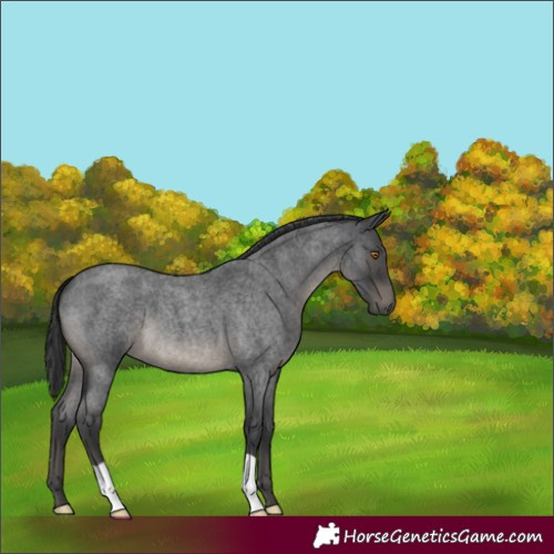 Horse Color:Blue Roan
