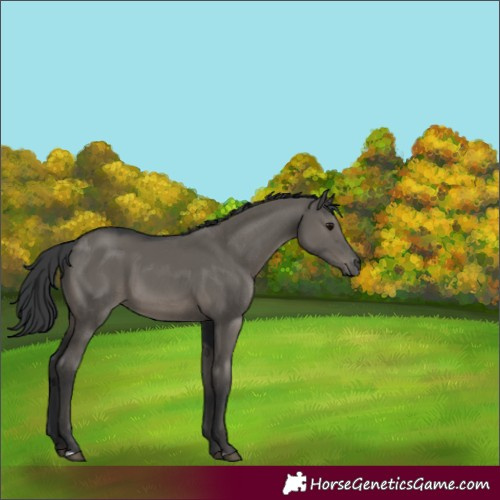 Horse Color:Grullo 
