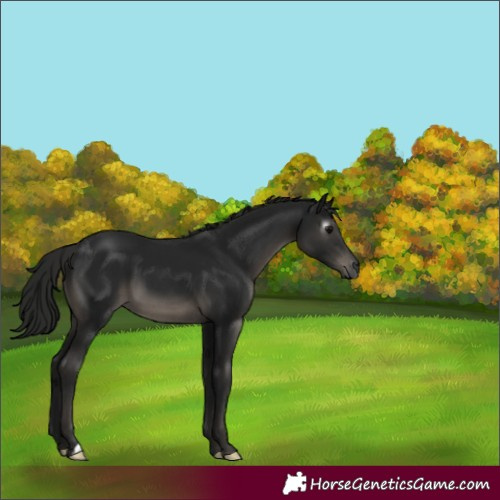 Horse Color:Gray Black 