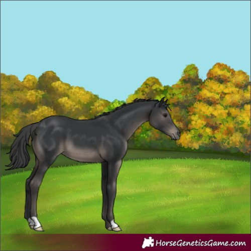Horse Color:Black 