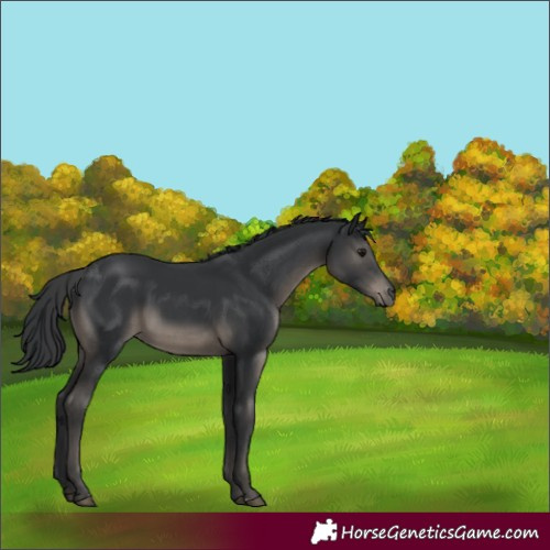 Horse Color:Black 