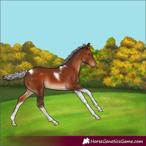 Horse Color:Silver Brown Tobiano 