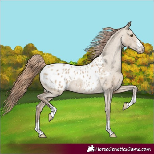 Horse Color:Classic Champagne Dun Appaloosa Rabicano 