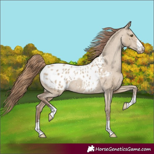 Horse Color:Classic Champagne Dun Appaloosa Rabicano 