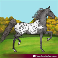 Horse Color:Smoky Black Appaloosa 