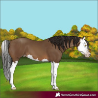 Horse Color:Gray Sable Champagne Splash 