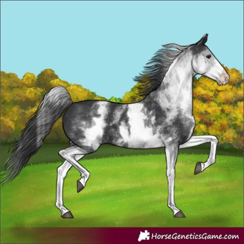 Horse Color:White Spotted Black 