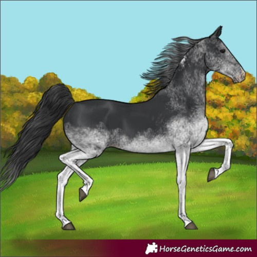 Horse Color:White Spotted Black 