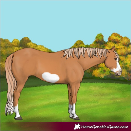 Horse Color:Chestnut Splash Frame 