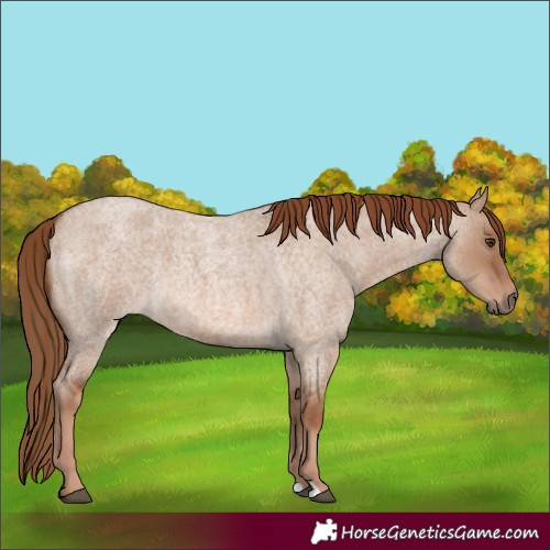 Horse Color:Red Dun Roan 