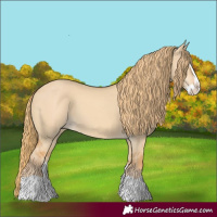 Horse Color:Red Dun Splash