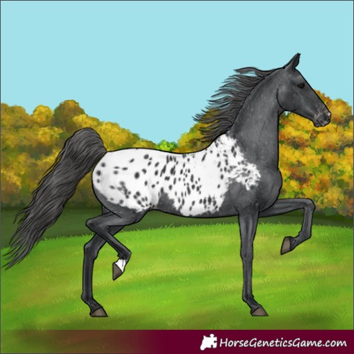 Horse Color:Black Appaloosa Rabicano 