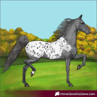 Horse Color:Black Appaloosa Rabicano 