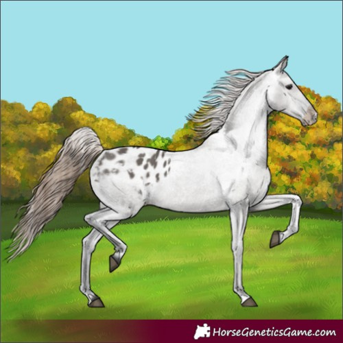Horse Color:Grullo Appaloosa 
