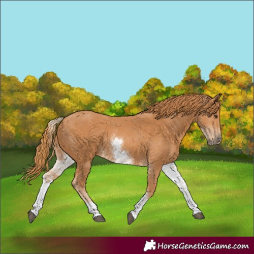 Horse Color:White Spotted Chestnut 