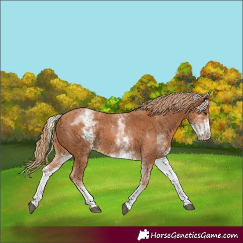 Horse Color:White Spotted Chestnut 