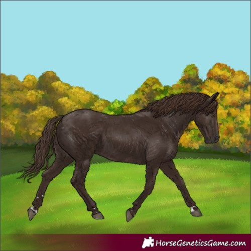 Horse Color:Liver Chestnut 