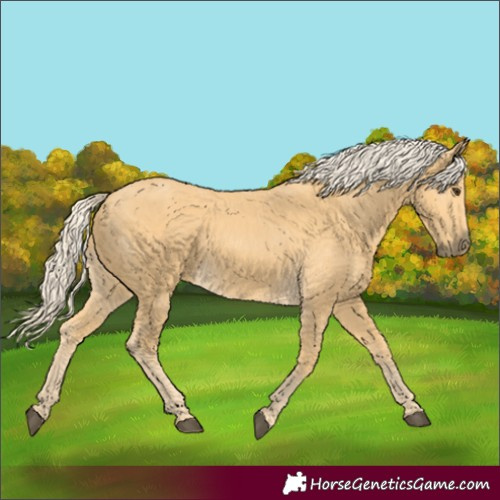 Horse Color:Palomino 