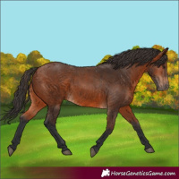 Horse Color:Bay 