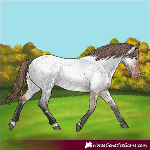 Horse Color:Bay Dun Appaloosa 