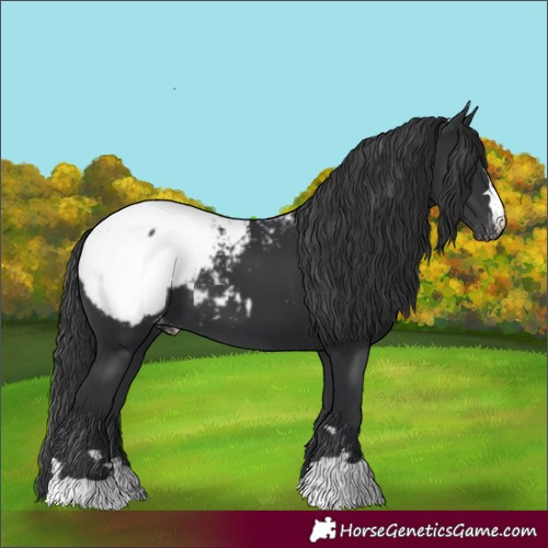 Horse Color:Black Appaloosa 