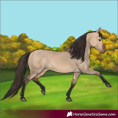 Horse Color:Bay Dun
