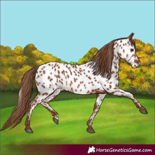 Horse Color:Chestnut Appaloosa 