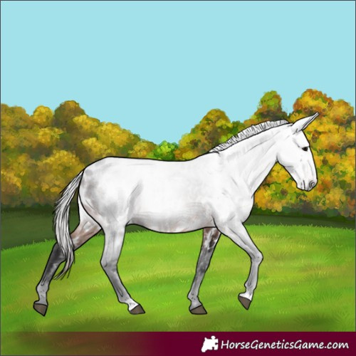 Horse Color:Gray Bay Appaloosa