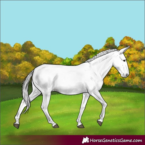 Horse Color:Gray Bay Appaloosa 