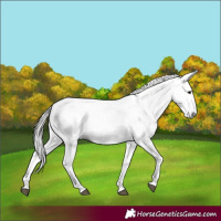 Horse Color:Gray Bay Appaloosa 