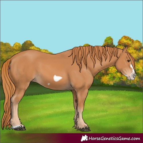 Horse Color:Chestnut Frame 
