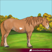 Horse Color:Chestnut Frame