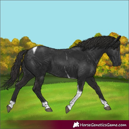 Horse Color:Liver Chestnut Tobiano 