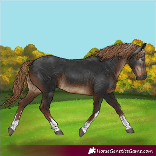 Horse Color:Gray White Spotted Liver Chestnut 