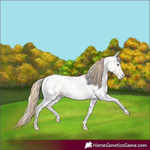 Horse Color:Gold Champagne Roan Dun Splash Tobiano Frame Appaloosa Rabicano 
