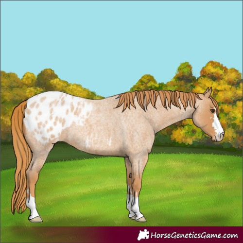 Horse Color:Red Roan Appaloosa 