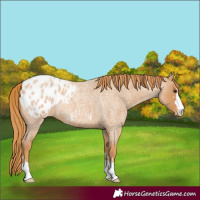 Horse Color:Red Roan Blanket 