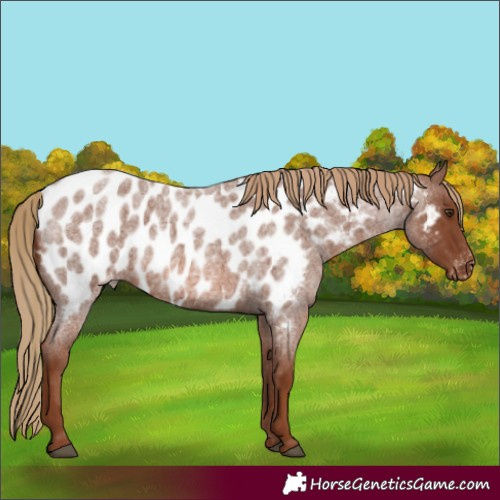 Horse Color:Red Roan Near Leopard