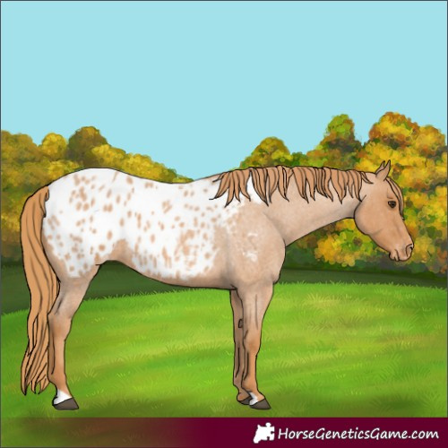 Horse Color:Red Roan Appaloosa 