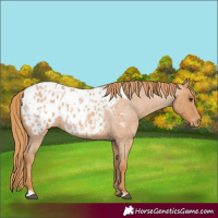 Horse Color:Red Roan Blanket