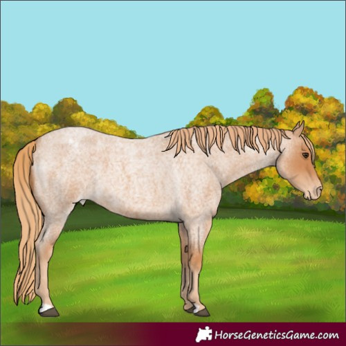 Horse Color:Red Roan Varnish 