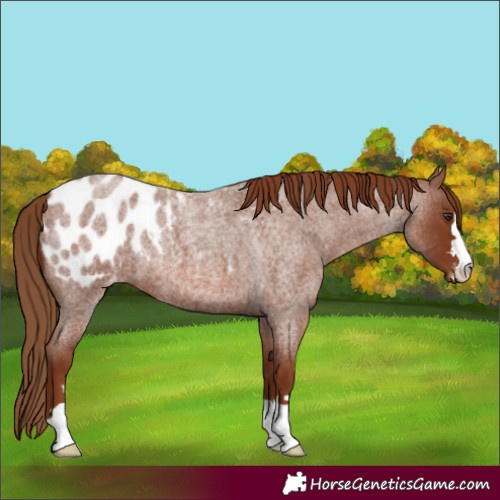 Horse Color:Red Roan Blanket