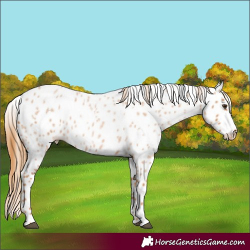 Horse Color:Red Roan Leopard