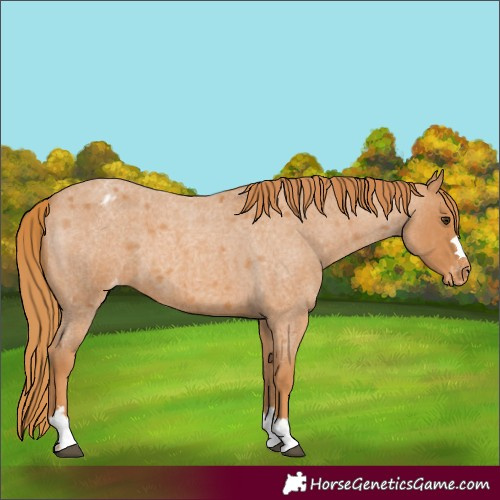 Horse Color:Red Roan Varnish