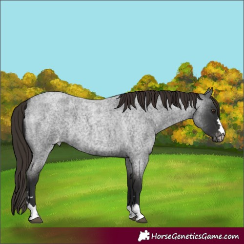 Horse Color:Liver Red Roan Varnish