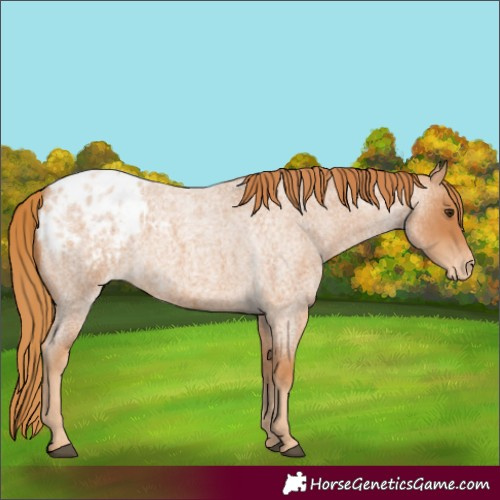 Horse Color:Red Roan Blanket