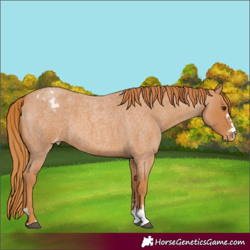 Horse Color:Red Roan Varnish 
