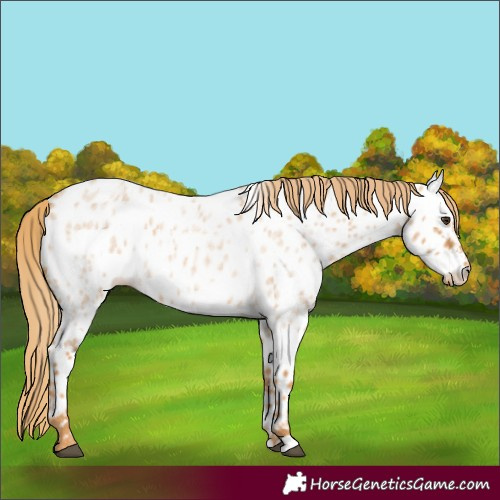 Horse Color:Red Roan Near Leopard 