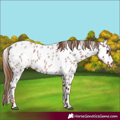 Horse Color:Red Roan Near Leopard
