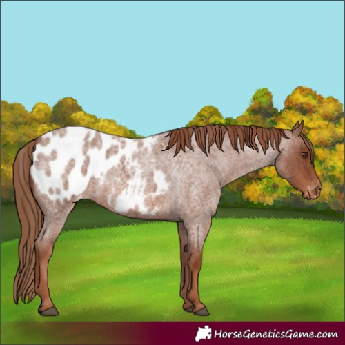 Horse Color:Red Roan Appaloosa